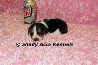 Dakota-Ready 3-16, a female Beagle for sale in Macon, GA – Photo 1 of 7