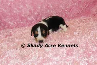 Dakota-Ready 3-16, a female Beagle for sale in Macon, GA – Photo 2 of 7