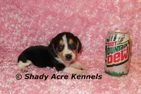 Datty-Ready 3-16, a female Beagle for sale in Macon, GA – Photo 8 of 8