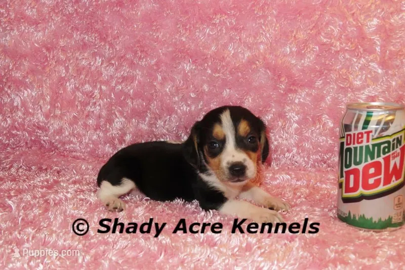Datty-Ready 3-16, a female Beagle for sale in Macon, GA – Photo 1 of 8