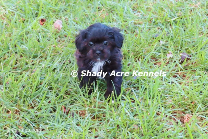 Tiny Willis – Shihpoo puppy for sale in Macon, GA