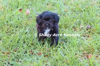 Willis, a male Shihpoo for sale in Macon, GA – 4 of 7
