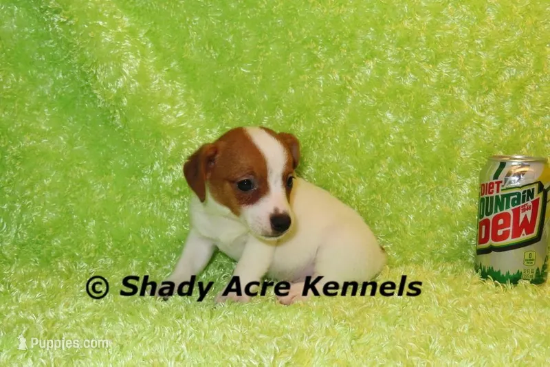 Shorty Gimp-Ready 3-4-26