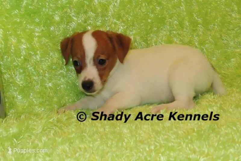 Gimp – Jack Russell Terrier puppy for sale in Macon, GA