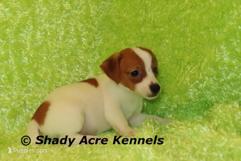 Gimp – Jack Russell Terrier puppy for sale in Macon, GA