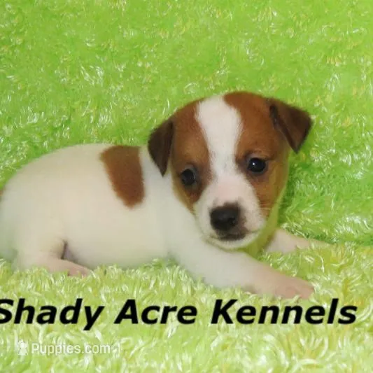 Shorty Gimp-Ready 3-4-26