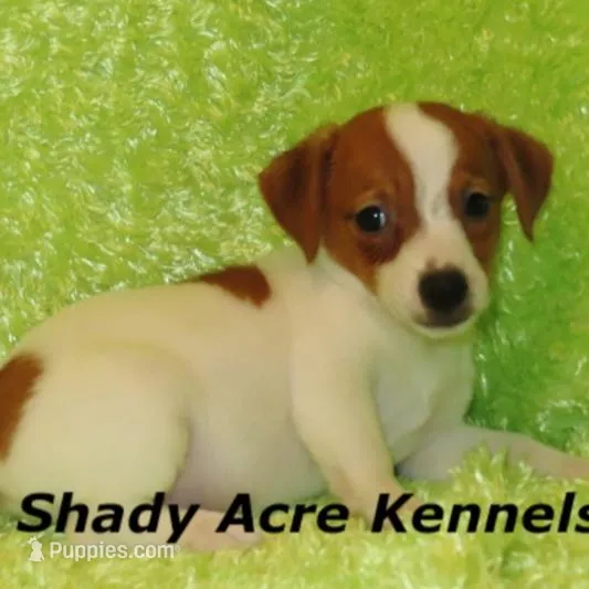 Gimp-Ready 3-4-26 – Jack Russell Terrier puppy for sale in Macon, GA