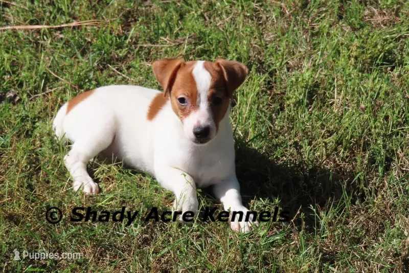 Gimp – Jack Russell Terrier puppy for sale in Macon, GA