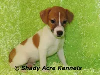 Giles-Ready 3-4-26, a male Jack Russell Terrier for sale in Macon, GA – Photo 4 of 5