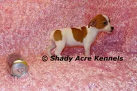 Gisa-Ready 3-4-26, a female Jack Russell Terrier for sale in Macon, GA – Photo 5 of 8