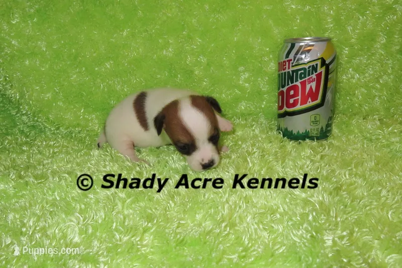 Shorty Gimp-Ready 3-4-26