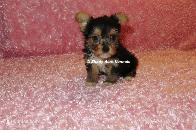AKC Buffi – Yorkshire Terrier puppy for sale in Macon, GA