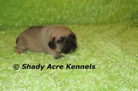 Benard, a male Puggle for sale in Macon, GA – 7 of 8