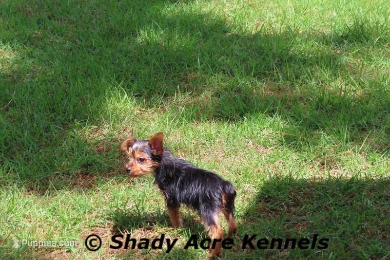 Frederick – Yorkshire Terrier puppy for sale in Macon, GA