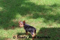 Frederick , a male Yorkshire Terrier for sale in Macon, GA – 2 of 9