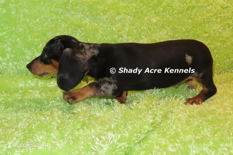Dapple Yates – Miniature Dachshund puppy for sale in Macon, GA