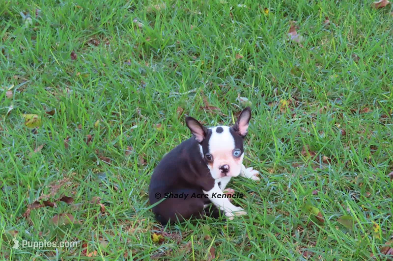 Duchess with Haggerty Spot – Boston Terrier puppy for sale in Macon, GA