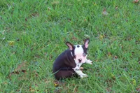 Duchess with Haggerty Spot, a female Boston Terrier for sale in Macon, GA – 1 of 9