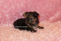 AKC Bugundy, a female Yorkshire Terrier for sale in Macon, GA – 4 of 6