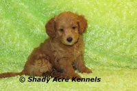 F1b MINI Laroy--average weight 30lbs, a male Miniature Goldendoodle for sale in Macon, GA – 8 of 8