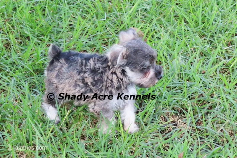 Esdras--smaller than average – Miniature Schnauzer puppy for sale in Macon, GA