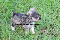 Esdras--smaller than average, a male Miniature Schnauzer for sale in Macon, GA – 1 of 10
