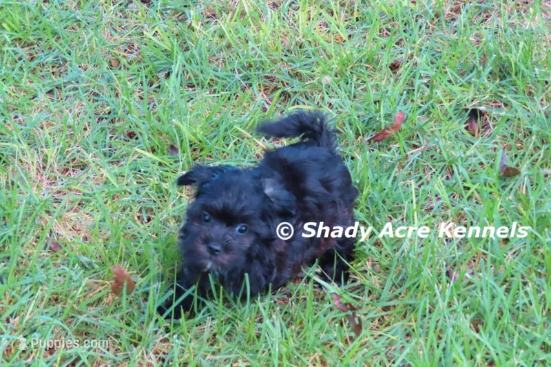 Tiny William – Shihpoo puppy for sale in Macon, GA