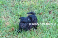 William, a male Shihpoo for sale in Macon, GA – 8 of 8