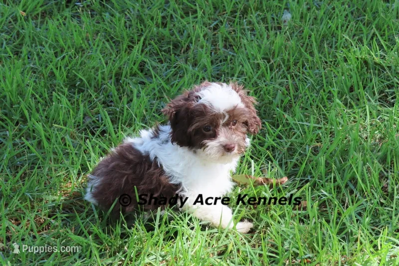RobinHood – Havamalt puppy for sale in Macon, GA