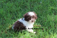 RobinHood, a male Havamalt for sale in Macon, GA – 1 of 10