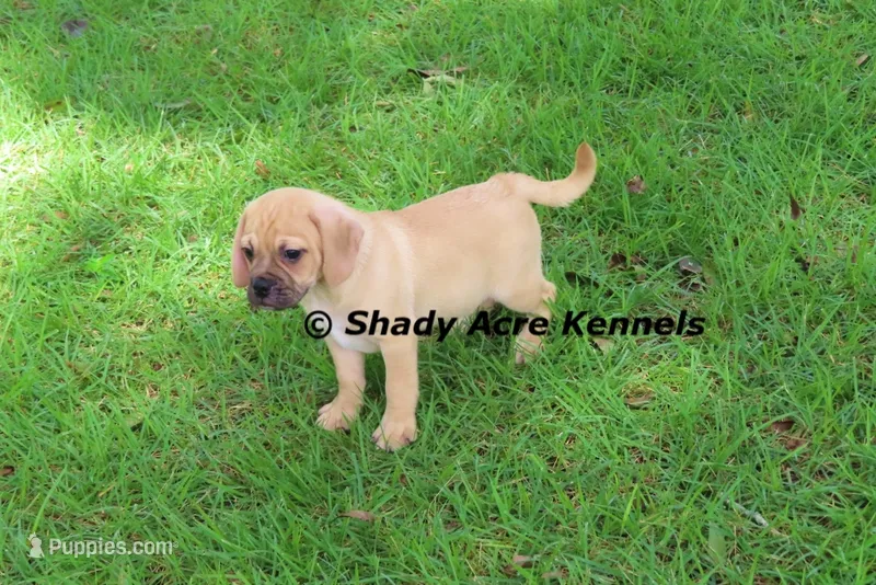 Bear – Puggle puppy for sale in Macon, GA
