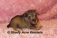 Esther, a female Miniature Schnauzer for sale in Macon, GA – 7 of 9