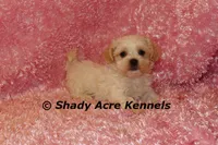 Diamond, a female Mal Shi for sale in Macon, GA – 7 of 10