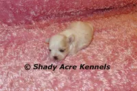 Diamond, a female Mal Shi for sale in Macon, GA – 1 of 6