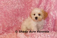 Diamond-mature weight 8-10 lb, a female Mal Shi for sale in Macon, GA – 4 of 10