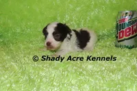 Choc. Regent-Ready 3-13-AKC registration available, a male Havanese for sale in Macon, GA – Photo 7 of 8
