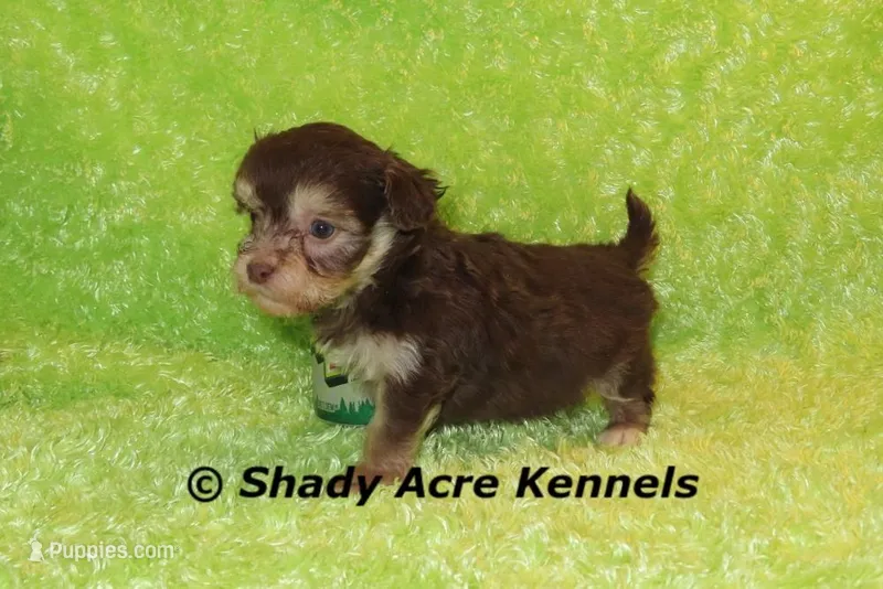 Choc. Remus-Ready 3-13-AKC registration available