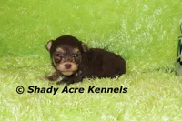 Choc. Remus-Ready 3-13-AKC registration available, a male Havanese for sale in Macon, GA – Photo 3 of 9