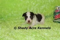 Choc. Regent-Ready 3-13-AKC registration available, a male Havanese for sale in Macon, GA – Photo 6 of 8
