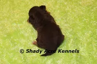 Choc. Remus-Ready 3-13-AKC registration available, a male Havanese for sale in Macon, GA – Photo 8 of 9