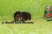 Choc. Remus-Ready 3-13-AKC registration available, a male Havanese for sale in Macon, GA – Photo 1 of 9