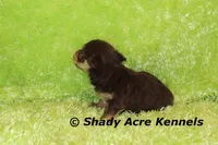 Choc. Remus-Ready 3-13-AKC registration available, a male Havanese for sale in Macon, GA – Photo 4 of 9
