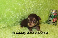 Choc. Remus-Ready 3-13-AKC registration available, a male Havanese for sale in Macon, GA – Photo 5 of 9