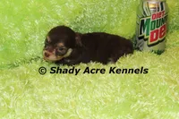 Choc. Remus-Ready 3-13-AKC registration available, a male Havanese for sale in Macon, GA – Photo 9 of 9