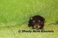 Choc. Remus-Ready 3-13-AKC registration available, a male Havanese for sale in Macon, GA – Photo 7 of 9