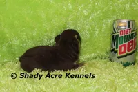 Choc. Remus-Ready 3-13-AKC registration available, a male Havanese for sale in Macon, GA – Photo 6 of 9