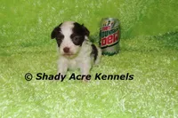 Choc. Regent-Ready 3-13-AKC registration available, a male Havanese for sale in Macon, GA – Photo 1 of 8