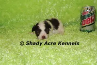 Choc. Regent-Ready 3-13-AKC registration available, a male Havanese for sale in Macon, GA – Photo 2 of 8