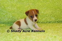 Shorty Giuliano, a male Jack Russell Terrier for sale in Macon, GA – 3 of 8