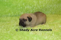 Bear, a male Puggle for sale in Macon, GA – 6 of 6